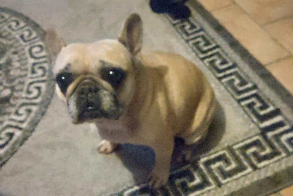 Alerte Disparition Chien Femelle , 10 ans Saint-Martin-Osmonville France Alerte Disparition Chien Femelle , 10 ans Saint-Martin-Osmonville France