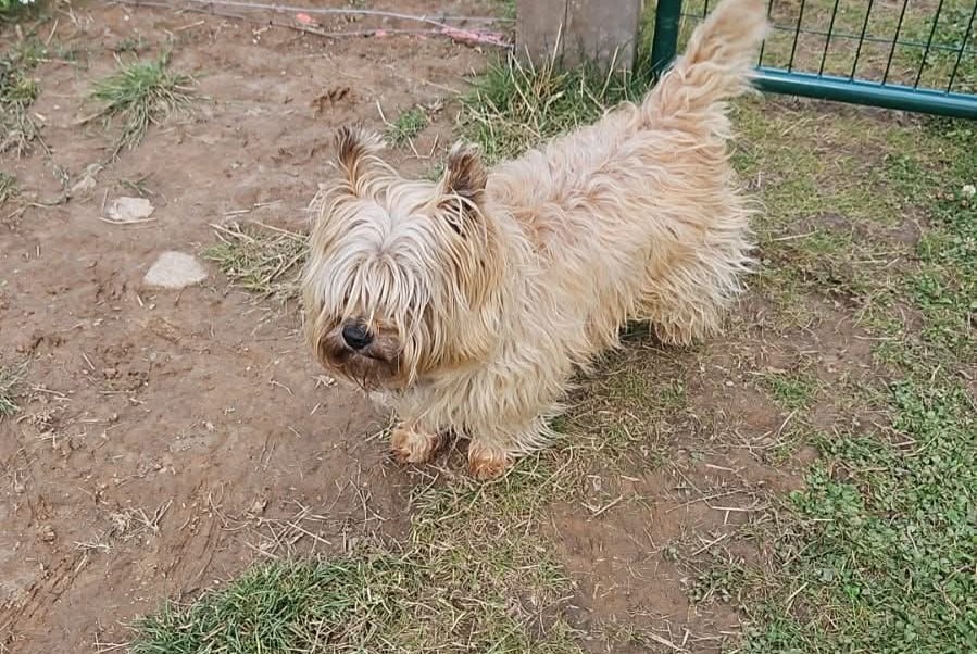 Alerta desaparecimento Cão Macho , 10 anos Touffreville-la-Corbeline France Alerta desaparecimento Cão Macho , 10 anos Touffreville-la-Corbeline France